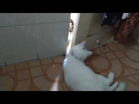 Bibs and Haalum playing through the bathroom door