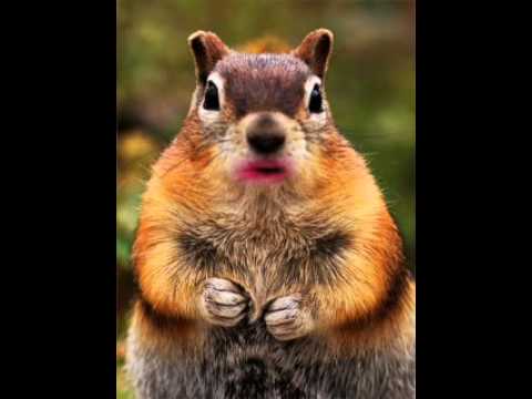 Hamsters can't play the piano (woodland version)