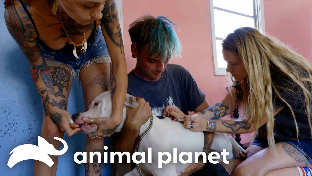 Deaf Dog's Vaccination Gets Complicated! | Pit Bulls and Parolees | Animal Planet