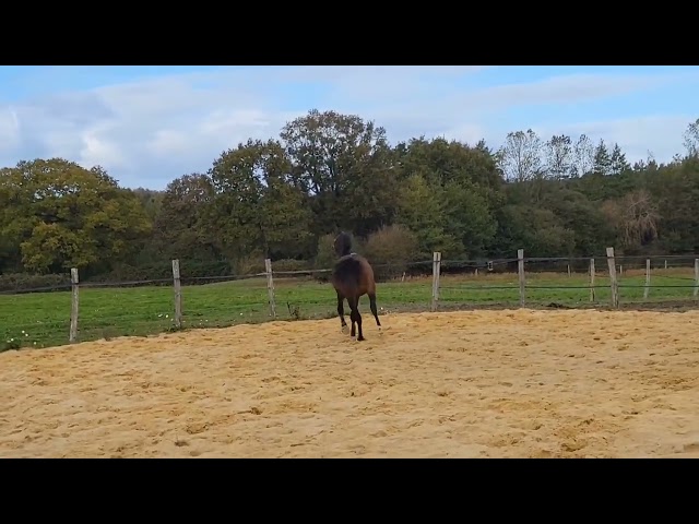 Casallo Z, 2 ans, magnifique pouliche