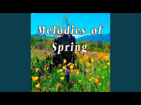 Spring Peaceful Morning Sounds in the Blossoming Field of Poppies