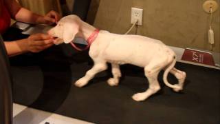 Sugar - See if you can catch me!