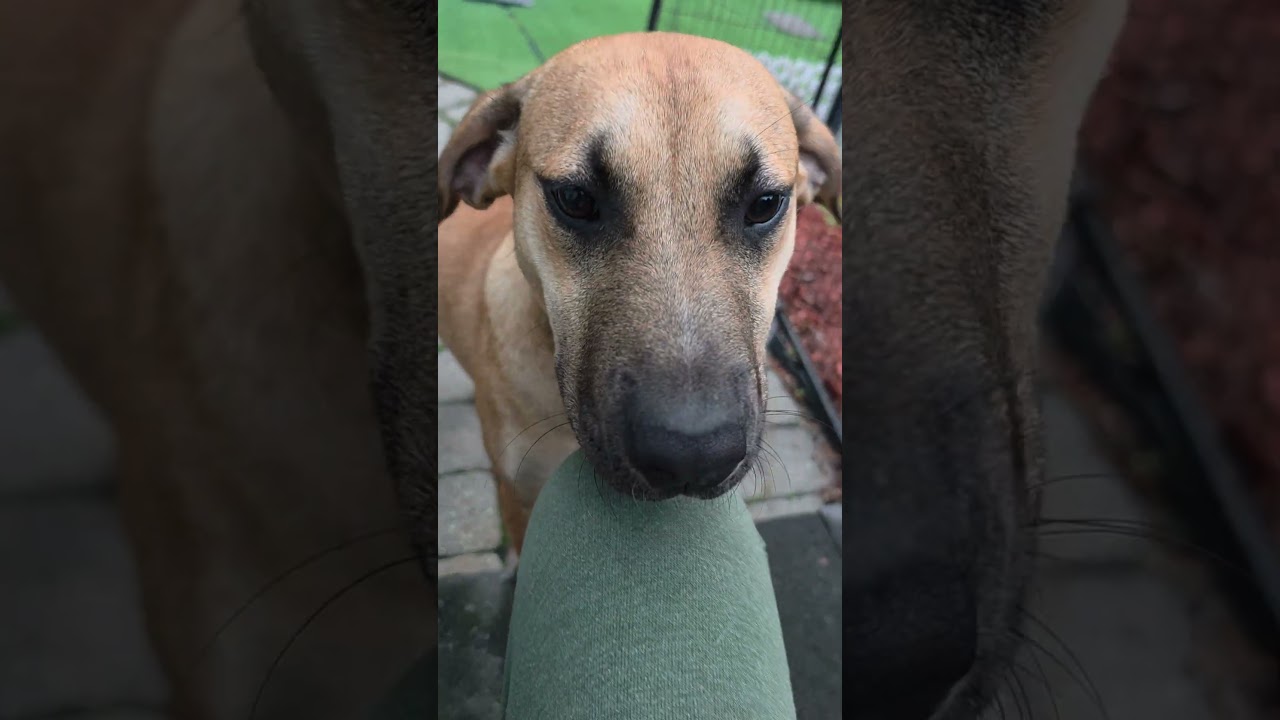 Enlarge Fabio, a Adoptable mixed breed in Blairstown, NJ video 5/6