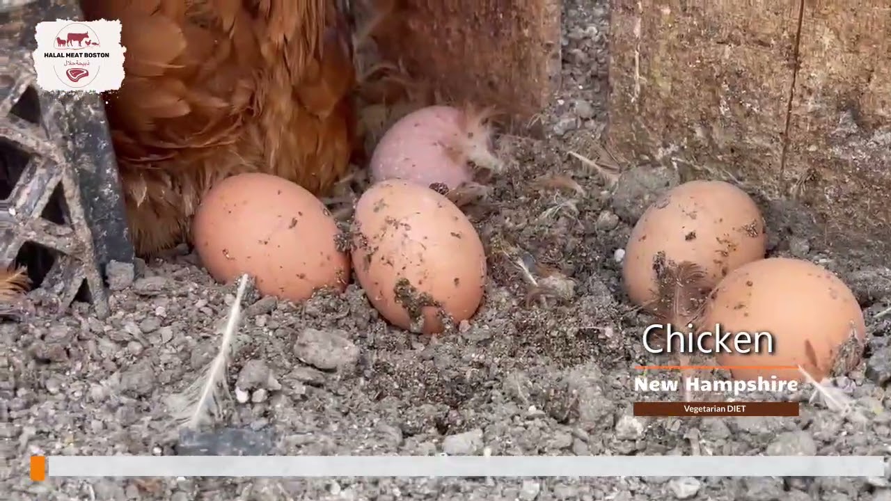 Halal Meat Boston - New Hampshire Farm Chicken