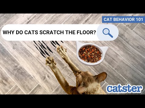Reasons Why Cats Scratch Around Food