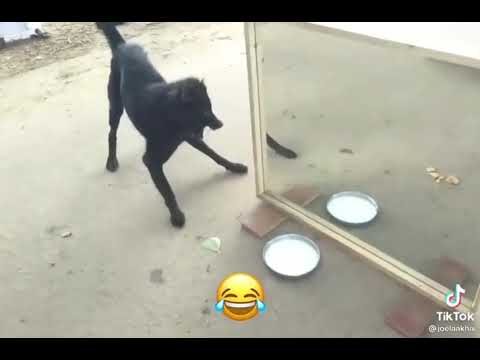 Dog Funny Video
