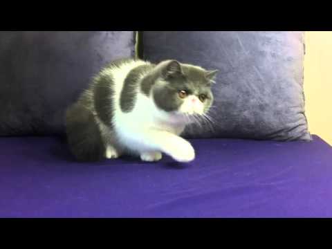 Purfurvid Ai Ai of Alpana - Exotic Shorthair Female