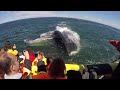 This is what happens when a Whale Eats. This huge whale shocked everyone when it swallowed a man