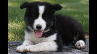 Video preview image #1 Samoyed-Siberian Husky Mix Puppy For Sale in GAP, PA, USA