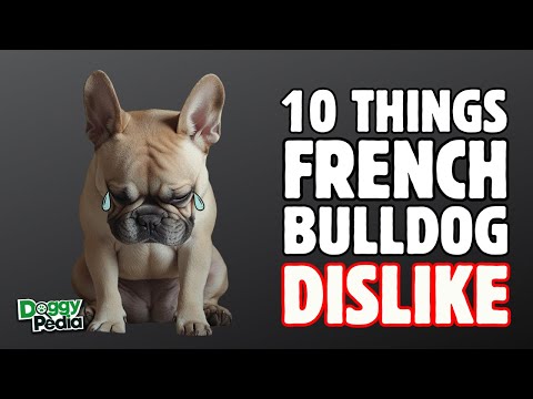10 Things French Bulldogs Hate That You Should Avoid