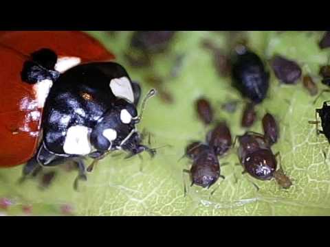 Ladybugs Eating Aphids