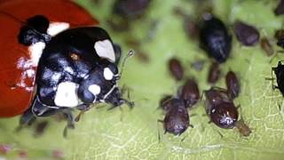 Ladybugs Eating Aphids