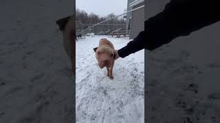 Video preview image #1 Chinese Shar-Pei Puppy For Sale in Prescott, Ontario, Canada