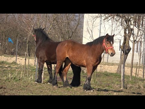 Manjii lui Ionel Blondu' de la Cil, Arad - 2021 Nou!!!