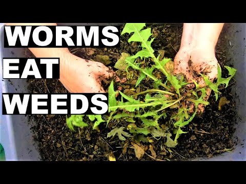 Au Natural Worm Compost Bin - Moisture issues