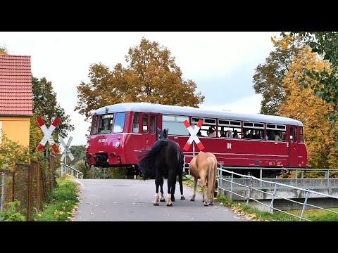 "Ferkeltaxi" Sonderfahrt (DR 172 132-3, 8.10.2022)