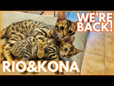 WE'RE BACK! RIO the Bengal Cat had health problems in last few days...