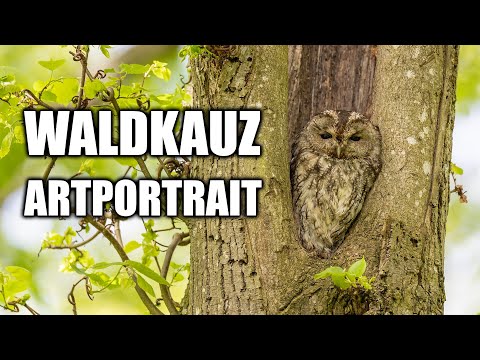 Waldkauz Steckbrief (Aussehen, Lebensraum, Stimme und mehr)