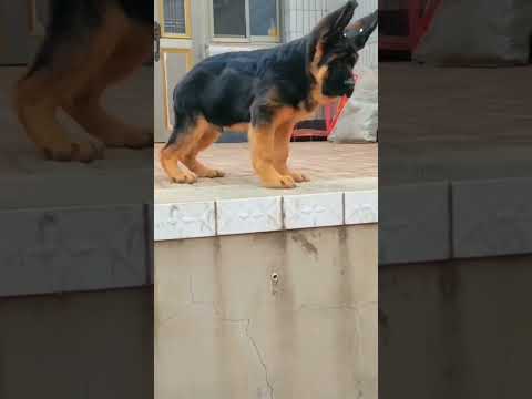 chainice German shepherd dog # German shepherd @parimalkataria