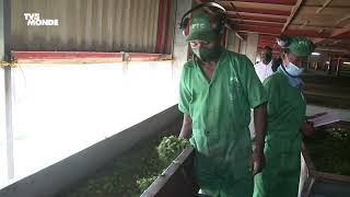 Tour du Rwanda 2023 | Le Mag : Visite de l'usine de thé de Pfunda, située à Rubavu