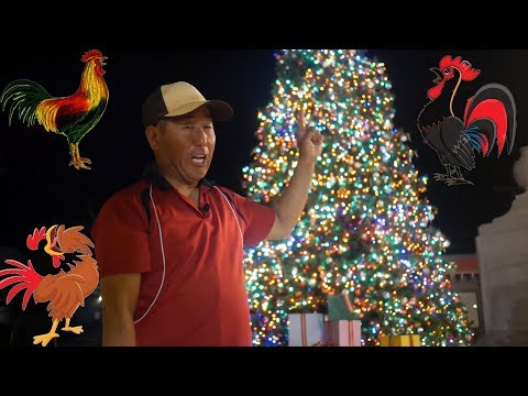 Christmas Card From Key West