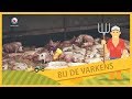 BUORKJE FOAR BEGJINNERS: Bij de varkens