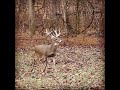 What A Fight Deer Deerhunting Hunting