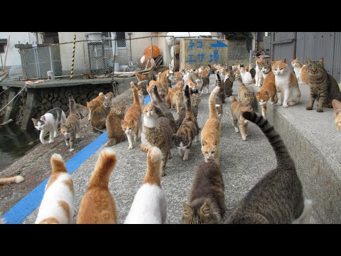 世界で一番の猫の島！Aoshima is the paradise of Cats