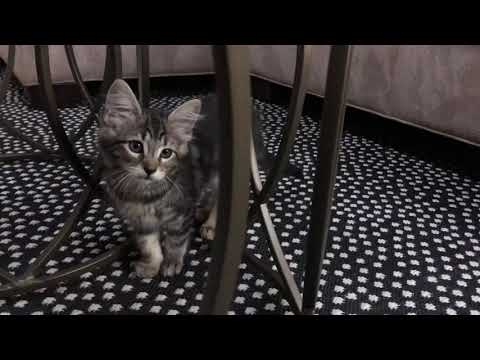 Alfie and Kumi discover the cat tree