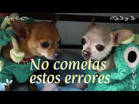 , title : 'Cuidados y características del perro chihuahua | Selena Mendivil'