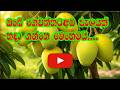 Department Of Agriculture Sri Lanka Mango