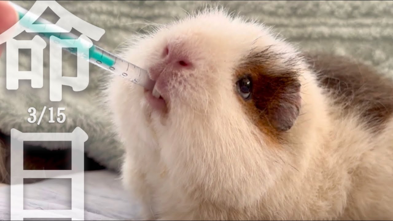 【命日】愛モルモット最期の1週間 3/8-3/15, 2025