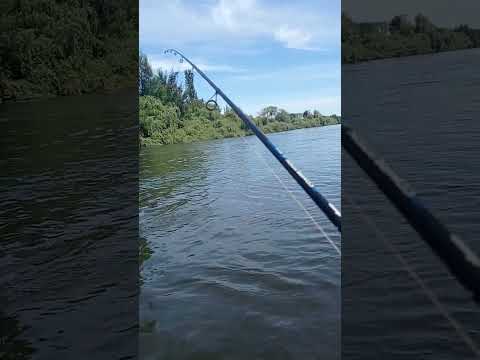 Pesca en el Río Cruces San José de la Mariquina Región de los Ríos Chile.