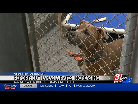 ANIMAL SHELTER EUTHANASIA REPORT + FOSTER CARE TIPS