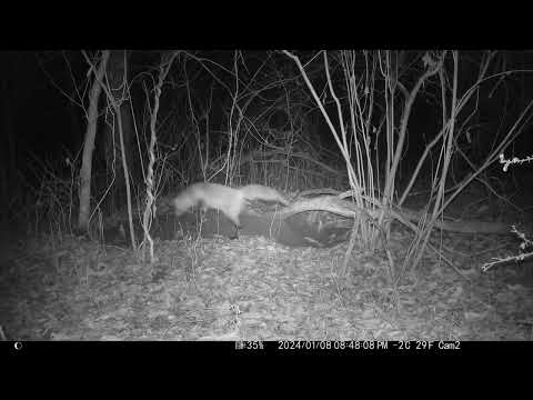 Fox Vocalizations: Vixen Scream (4K)