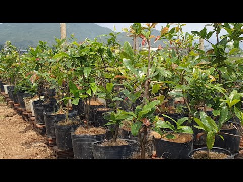 5/3 GL lô mai con giống đọt đỏ năm 2 ae siêu tầm làm giống lh 0767172826 thảo