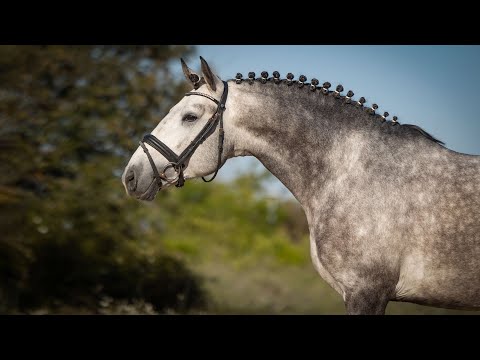 Horse for Sale | 4YO Dressage Lusitano with remarkable bloodlines (REF#717)