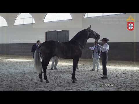 220716 28 Neptuno Aprovação de Garanhões