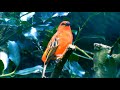 Cute Brids Status 2021 Birds Whatsapp Status Full Screen 4k Free Video Birds Story In Tamil