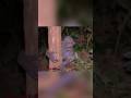 PENAMPAKAN YANG KATANYA RAJA TUYUL Trending Shorts Creepy Misteri Hantu Jin Ghost