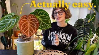 anthurium beginners start here 🌿🖤 top 5 easy anthurium to grow in ambient conditions