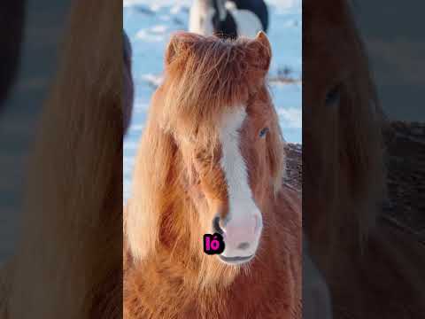 Így néznek ki az állatok szőr nélkül #animals #horse