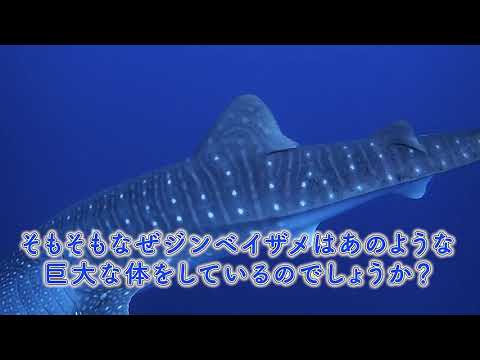 Nuvola アプリの日付.svg