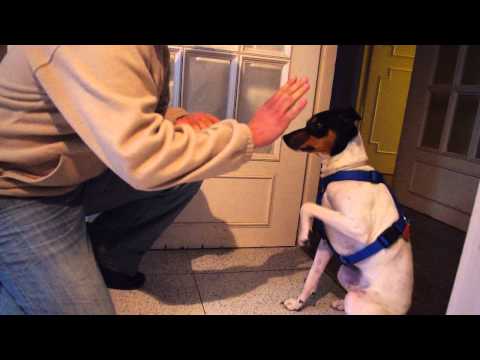 Bruce perro ratonero bodeguero andaluz, trucos