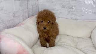 トイプードルの動画01