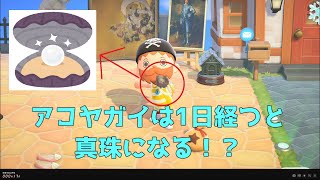 【あつ森】アコヤガイが1日経つと真珠になる！？【AnimalCrossing】