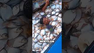 Download lagu “Big Harvest! Net Full of Pomfret!” #viral #harvest #fishing mp3