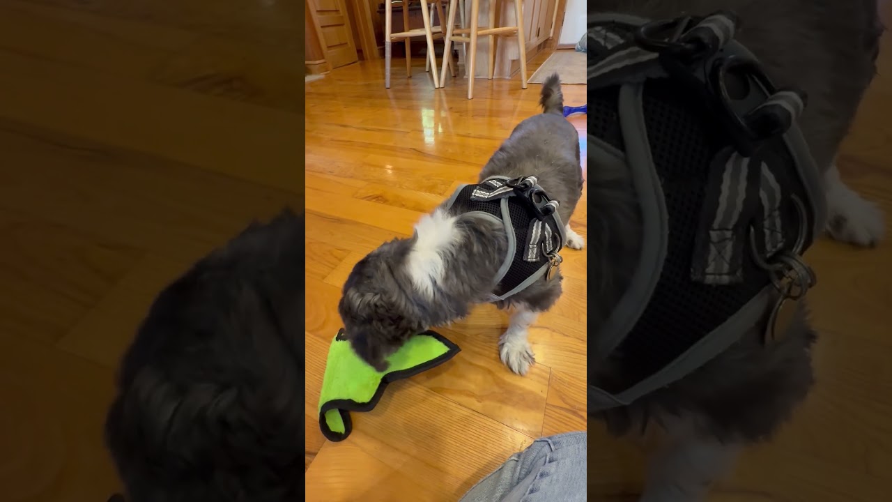 Kenny (VA) not blind, a ADOPTABLE mixed breed in Fairfield, VA video 6/6