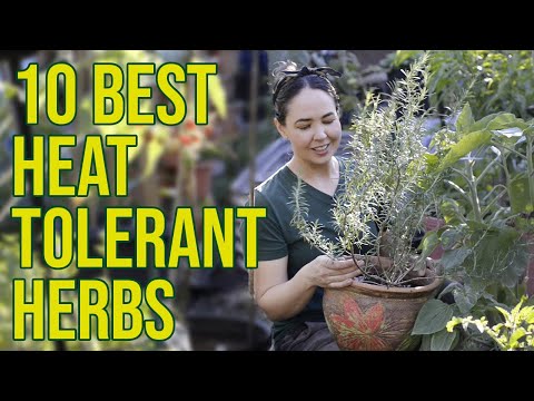Florida Herb Garden: 10 Herbs That Will Thrive in Your Backyard