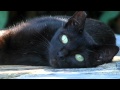 Агузарова Чёрный кот.mov 